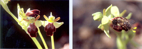 Orquídea